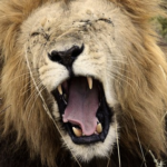 ライオンの歯の特徴について！本数は何本あるの！？