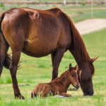 馬の赤ちゃんの大きさ体重はどれくらい！？