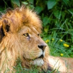 ライオンとヒョウの交配でできた「レオポン」とはどんな動物！？