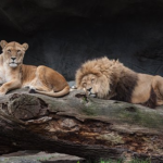 動物園で飼育しているライオンの繁殖はどうやって行われるの！？