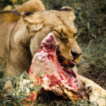肉食動物ライオンは野菜を食べなくて大丈夫なの！？