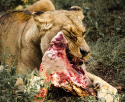 ライオン 野菜 食べない