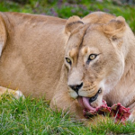 肉食動物！ライオンの餌の食べ方とは？