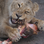 動物園でライオンに与えている餌は何！？食べる量は？