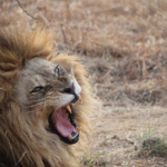 ライオンが発する声の大きさはどれくらい！？