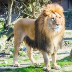 ライオンが百獣の王と言われる理由は何！？