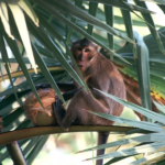 タイに生息する猿の種類は！？肥満の猿が見つかる！？