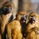 猿の鳴き声の特徴や鳴く意味とは！？