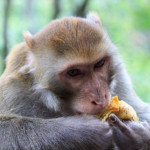 ダイエットで猿の寿命が伸びるって本当！？
