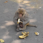 猿はなぜバナナが好きなの！？