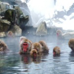 猿も人間と同じように温泉でストレス解消してるって本当！？