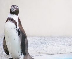ペンギン 日本 飼育数