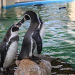ペンギン「オオウミガラス」の絶滅の原因とは！？