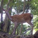 奈良公園の鹿がお辞儀をする理由が実は威嚇だった！？