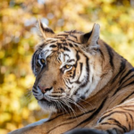 野生の虎の平均寿命ってどれくらい！？