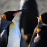 日本でペンギンの赤ちゃんが見られるオススメの水族館は？
