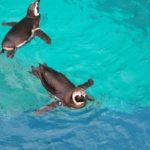 ペンギンは水中で呼吸しているの？どれくらいの時間潜れる！？