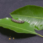 ヨトウガの幼虫ヨトウムシの大きさや特徴について